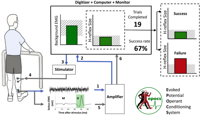 Schematic overview of an EPOCS setup, from Hill et al. (2022)