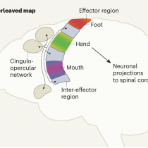 Interleaved Map ?itok=ZJYYjGUU